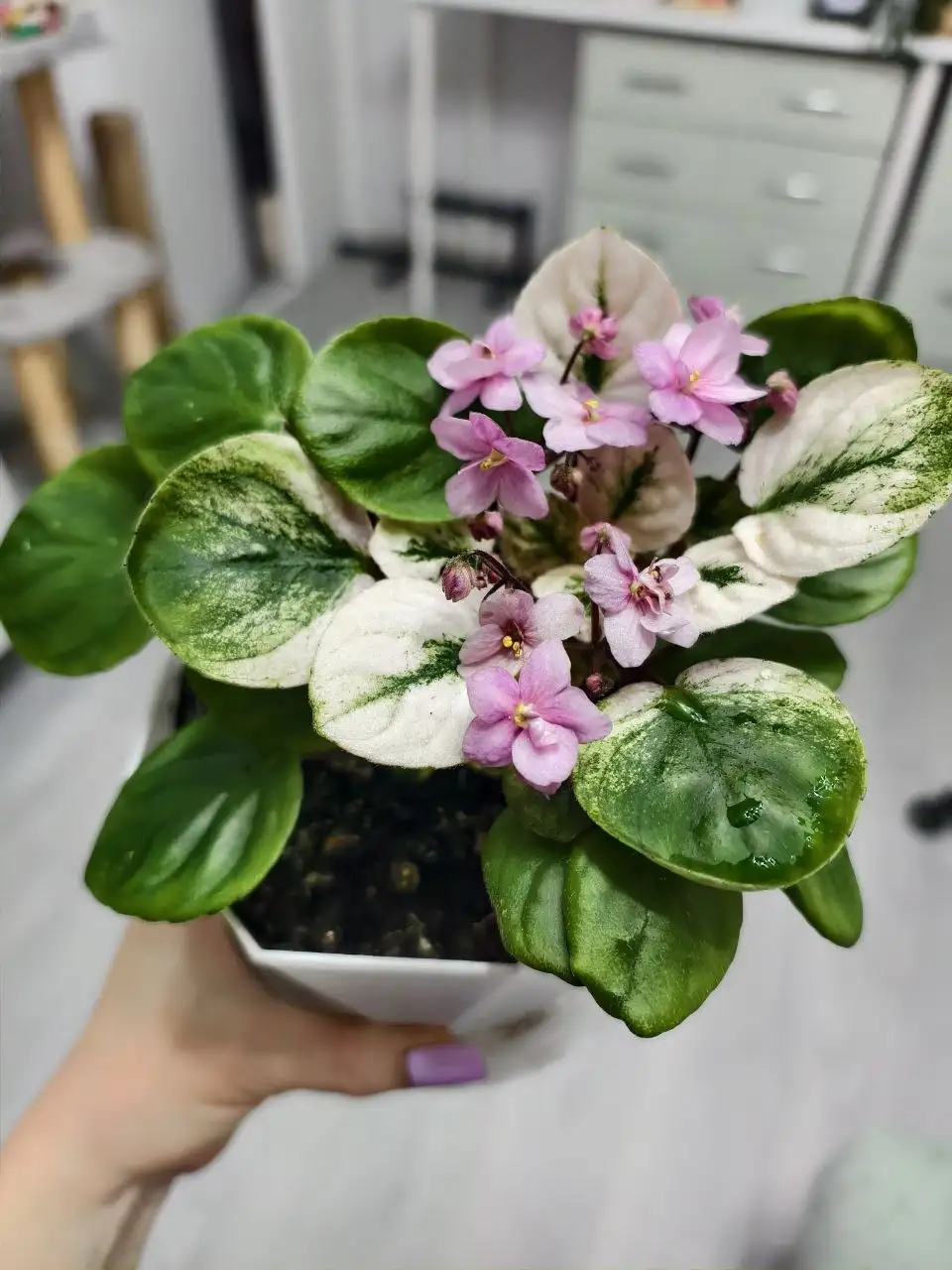 Продажа сортовых фиалок с горшками и грунтом - Растения (Хобби и отдых) в Северное Бутово