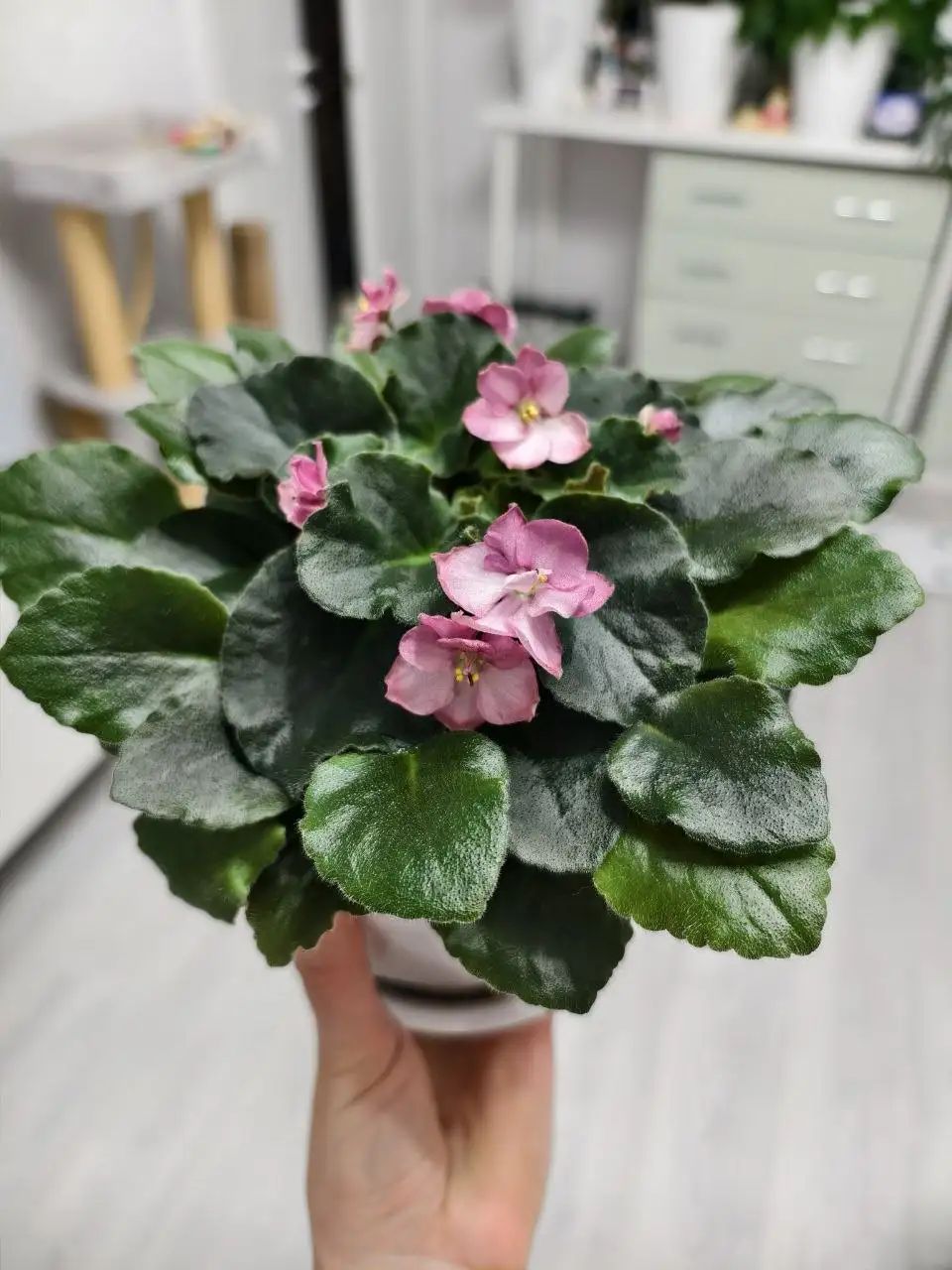 Продажа сортовых фиалок с горшками и грунтом - Растения (Хобби и отдых) в Северное Бутово