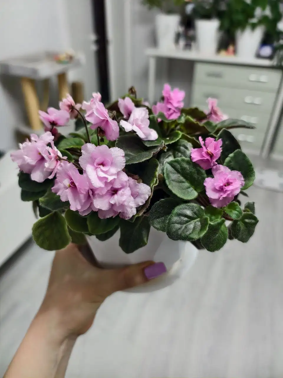 Продажа сортовых фиалок с горшками и грунтом - Растения (Хобби и отдых) в Северное Бутово