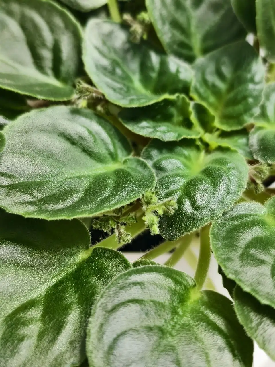 Продажа сортовых фиалок с горшками и грунтом - Растения (Хобби и отдых) в Северное Бутово