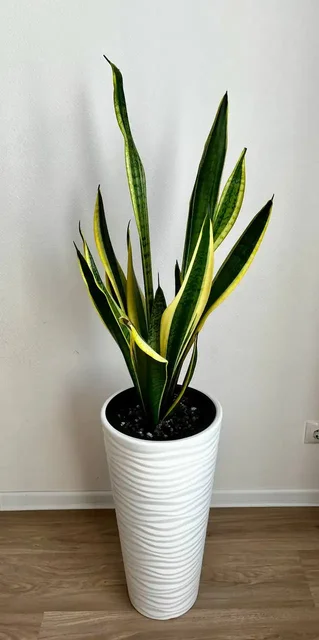 Сансевиерия в кашпо высотой 134 см - Для дома и дачи в Москва