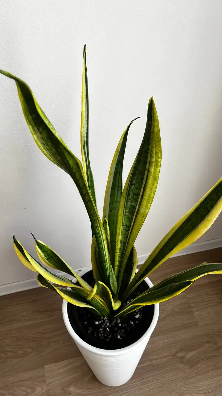 Сансевиерия в кашпо высотой 134 см - Комнатные растения (Для дома и дачи) в Москва