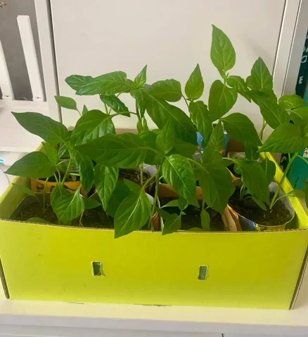 Продажа перца Рамиро - Вентиляторы в Москва