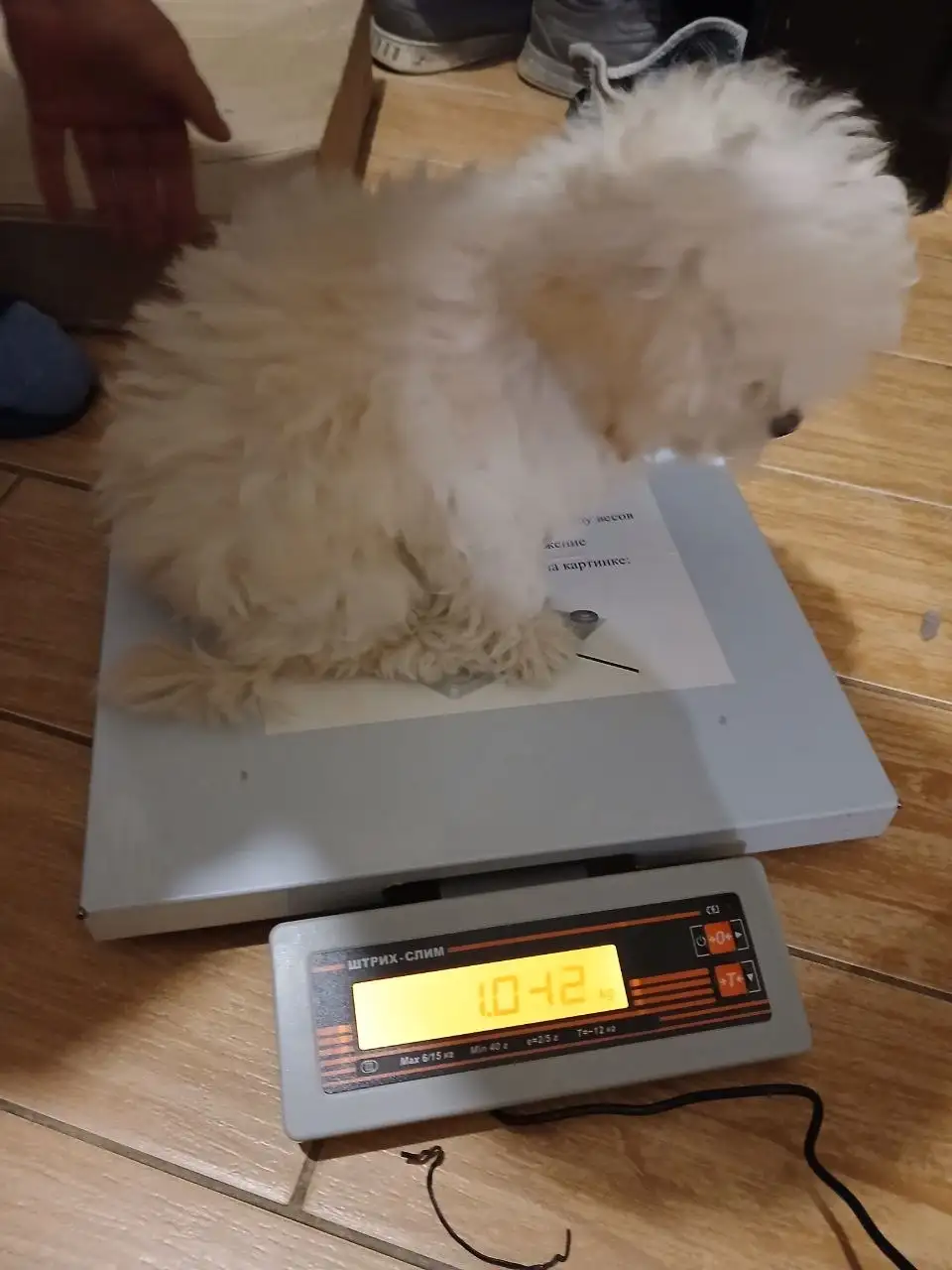 Щенки мальтипу - Собаки (Животные) в Бутово