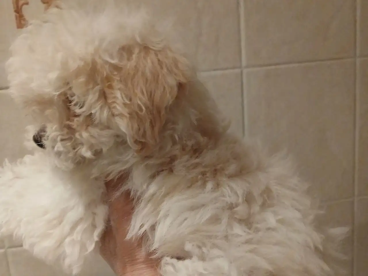 Щенки мальтипу - Собаки (Животные) в Бутово