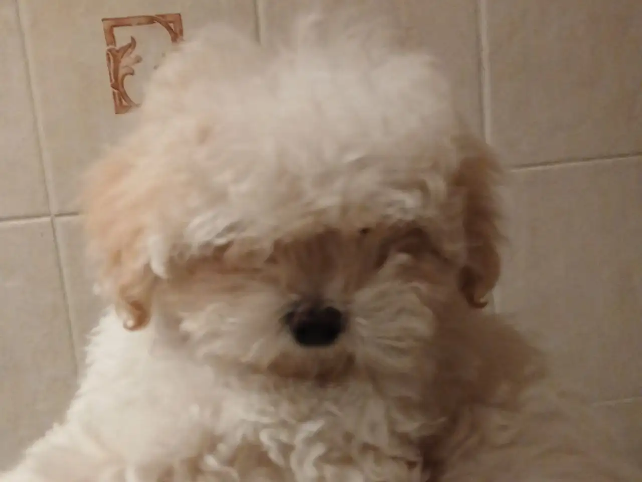 Щенки мальтипу - Собаки (Животные) в Бутово