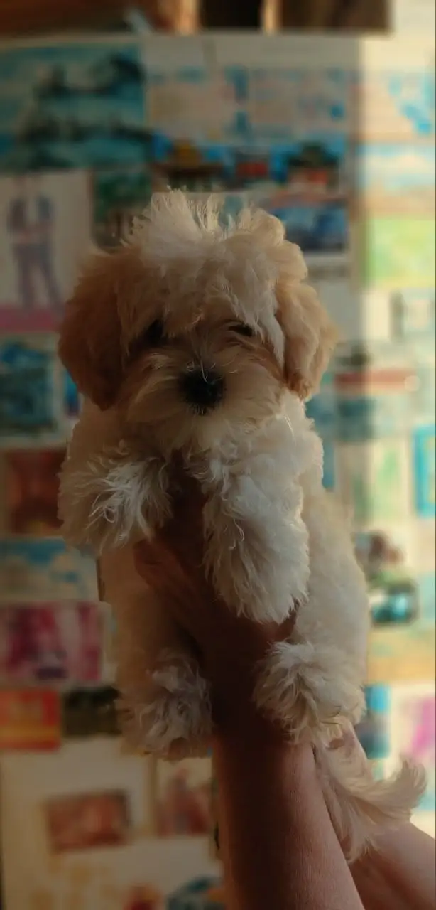 Щенки мальтипу - Собаки (Животные) в Бутово