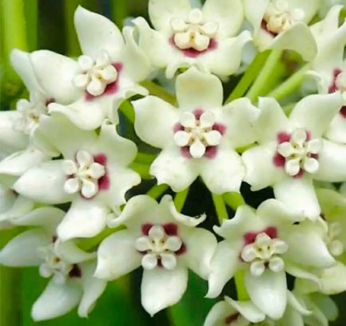 Хойя Lisa Australis - быстрорастущий сорт - Растения (Хобби и отдых) в Бутово