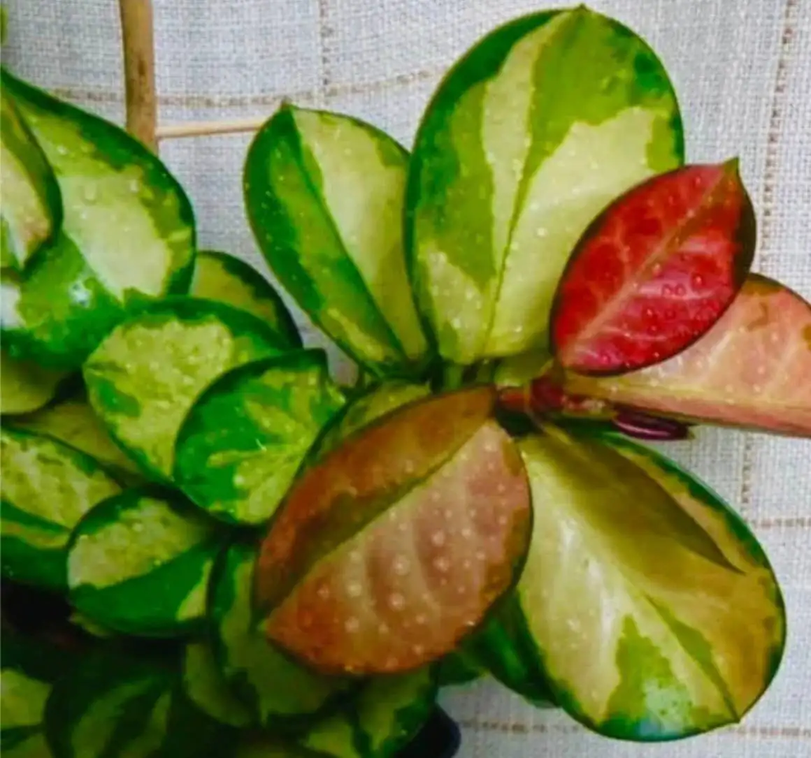 Хойя Lisa Australis - быстрорастущий сорт - Растения (Хобби и отдых) в Бутово