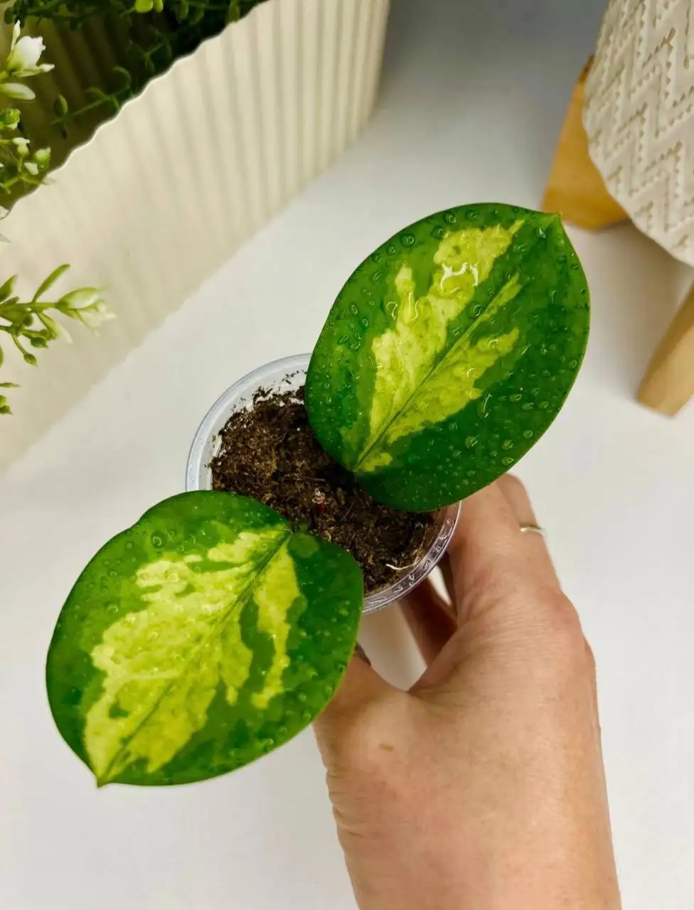 Хойя Lisa Australis - быстрорастущий сорт - Растения (Хобби и отдых) в Бутово