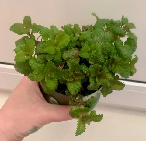 Мелисса (лимонная мята) - большой куст - Сумки и аксессуары в Бутово