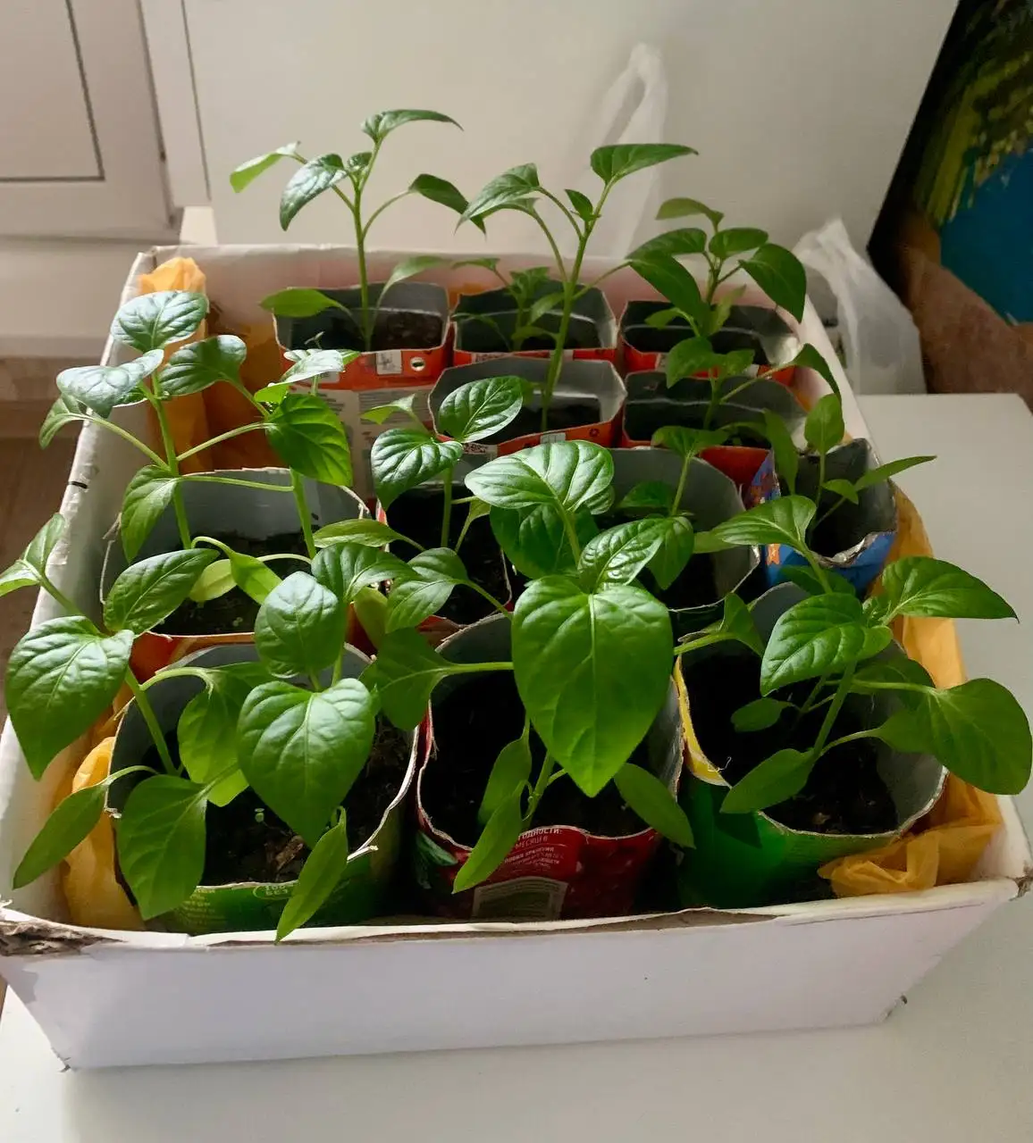 Продажа болгарского перца - Барахолка в Бутово