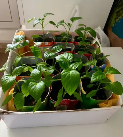 Продажа болгарского перца - частное объявление в Бутово