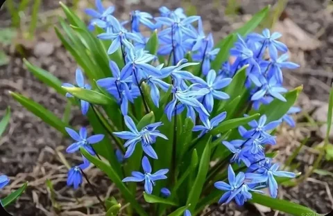 Продажа луковиц пролесок - Садоводство в Бутово