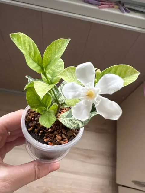 Продажа комнатных растений: райтия вар, розмарин, мирт, фикусы, пеларгонии - Туристическое снаряжение в Бутово