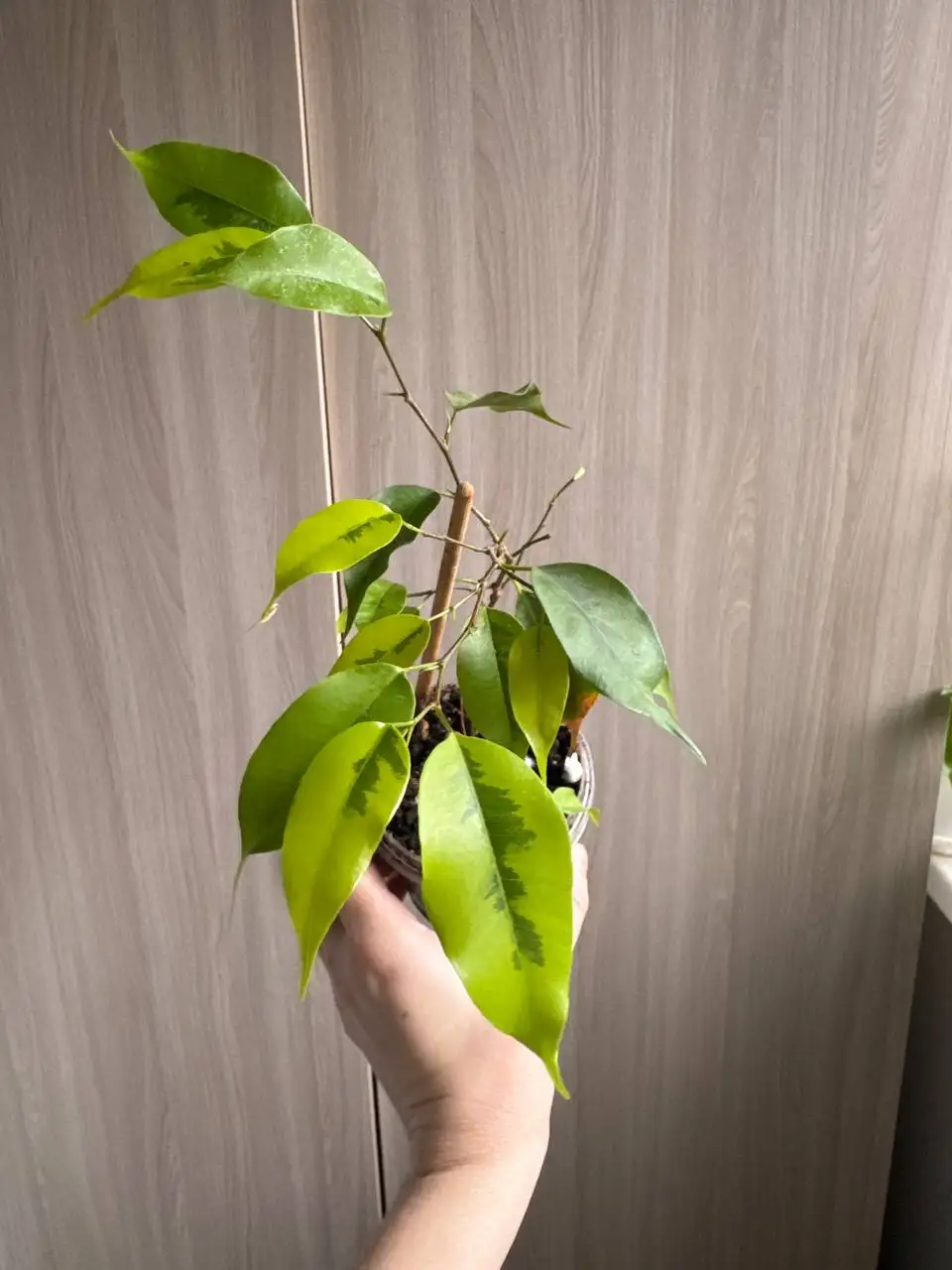 Продажа комнатных растений: райтия вар, розмарин, мирт, фикусы, пеларгонии - Растения (Хобби и отдых) в Бутово