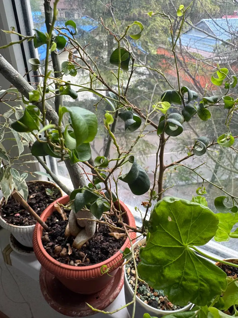 Продажа комнатных растений: райтия вар, розмарин, мирт, фикусы, пеларгонии - Растения (Хобби и отдых) в Бутово