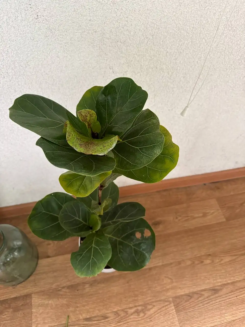 Продажа комнатных растений: райтия вар, розмарин, мирт, фикусы, пеларгонии - Растения (Хобби и отдых) в Бутово