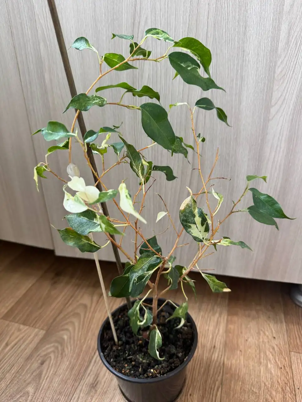 Продажа комнатных растений: райтия вар, розмарин, мирт, фикусы, пеларгонии - Растения (Хобби и отдых) в Бутово