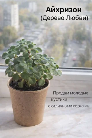 Айхризон (Дерево любви) - живое растение для дома - Ножи в Москва
