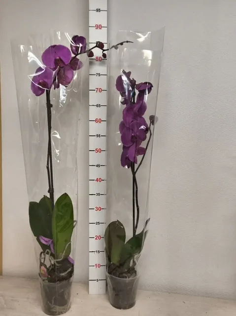 Продам цветущий фаленопсис - Книги и головоломки в Москва