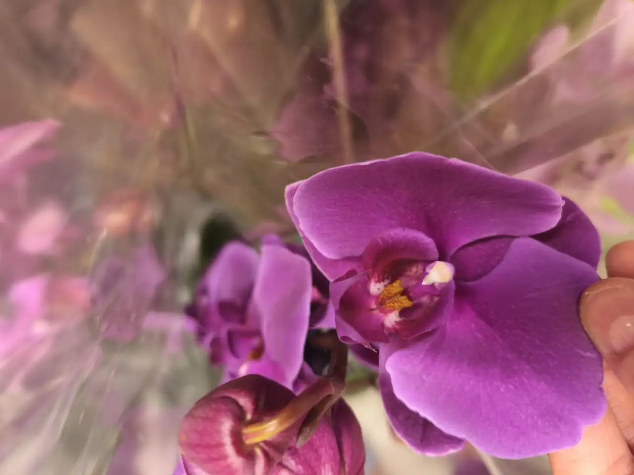 Продам цветущий фаленопсис - Растения (Хобби и отдых) в Москва