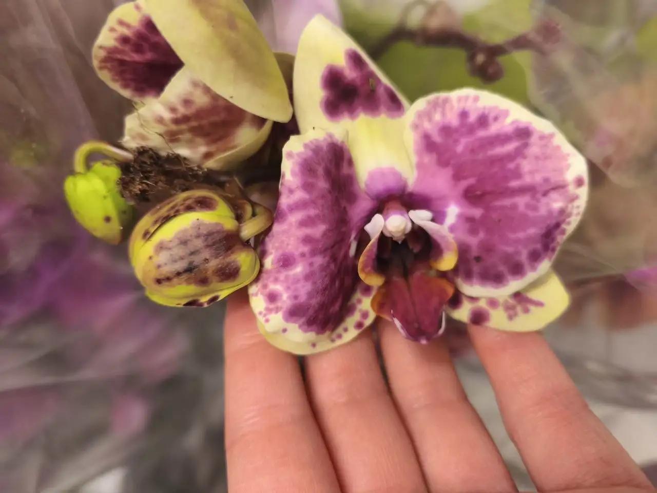 Продам цветущий фаленопсис - Растения (Хобби и отдых) в Москва