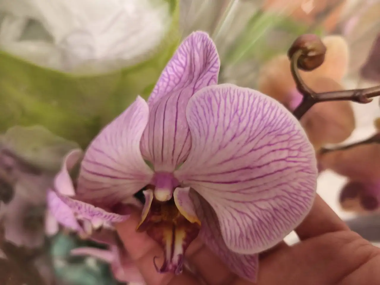 Продам цветущий фаленопсис - Растения (Хобби и отдых) в Москва