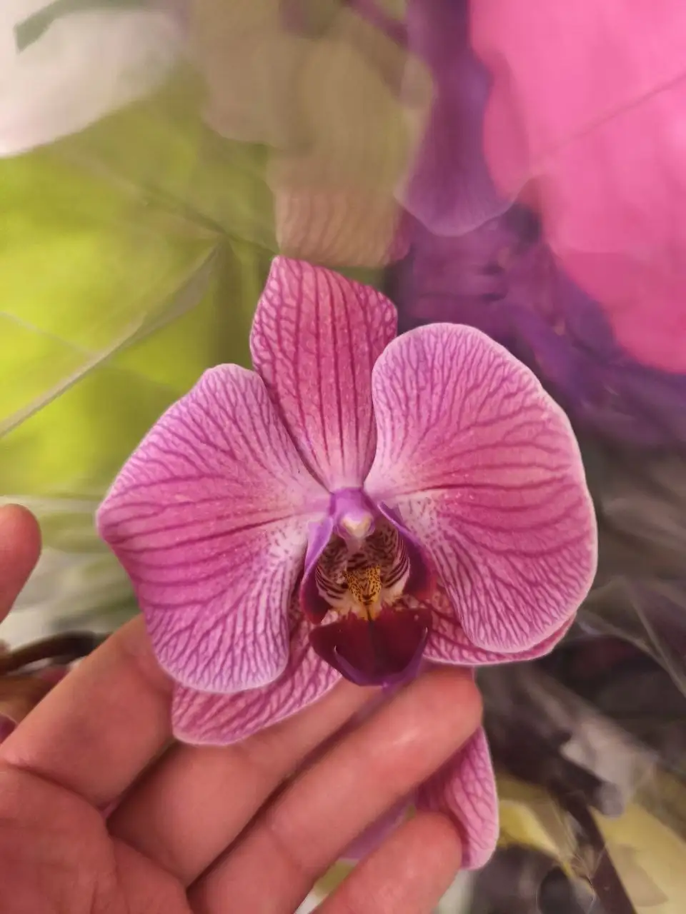 Продам цветущий фаленопсис - Растения (Хобби и отдых) в Москва