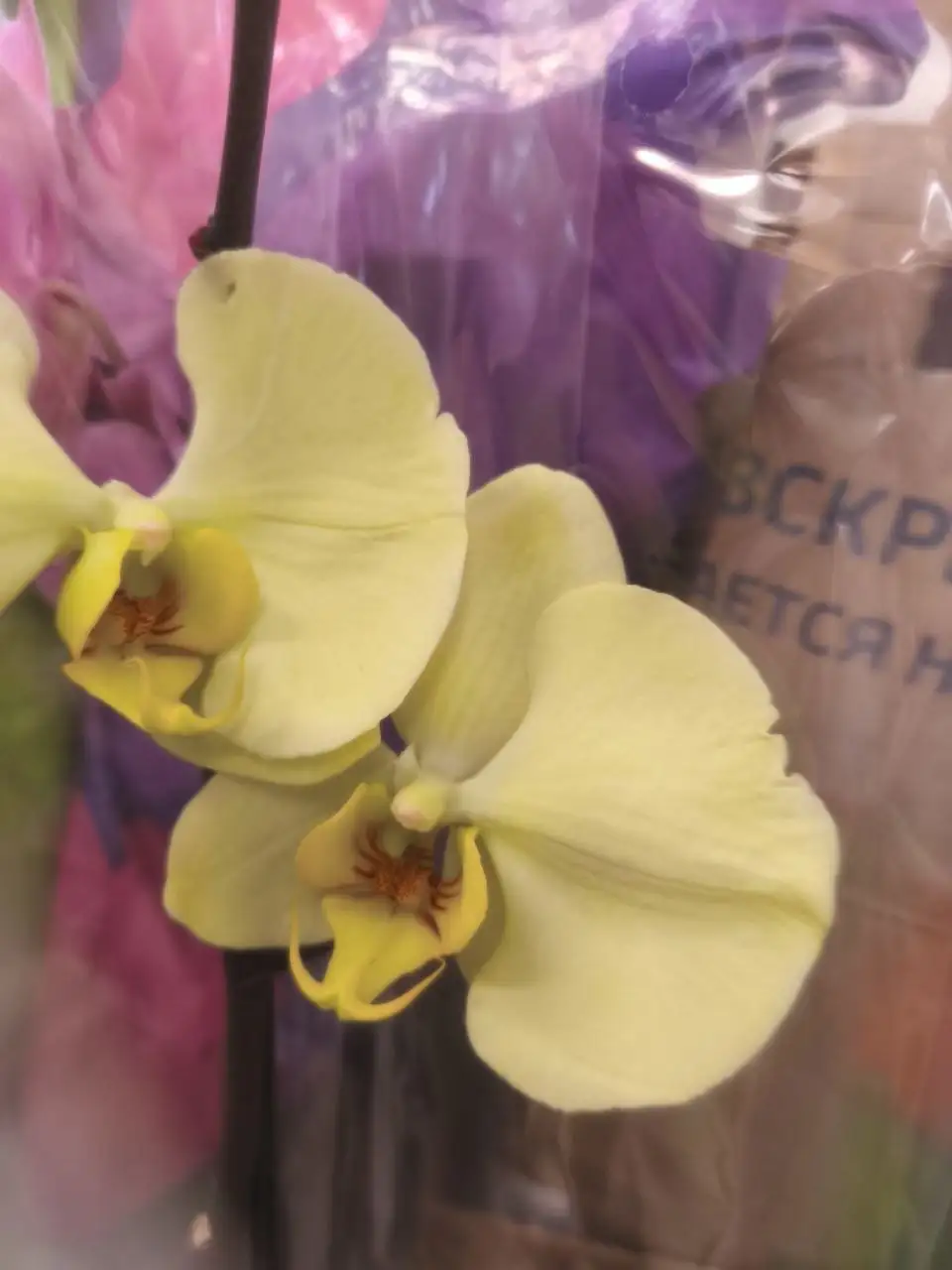 Продам цветущий фаленопсис - Растения (Хобби и отдых) в Москва