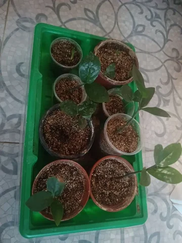 Продажа замиокулькасов - Книги и головоломки в Москва