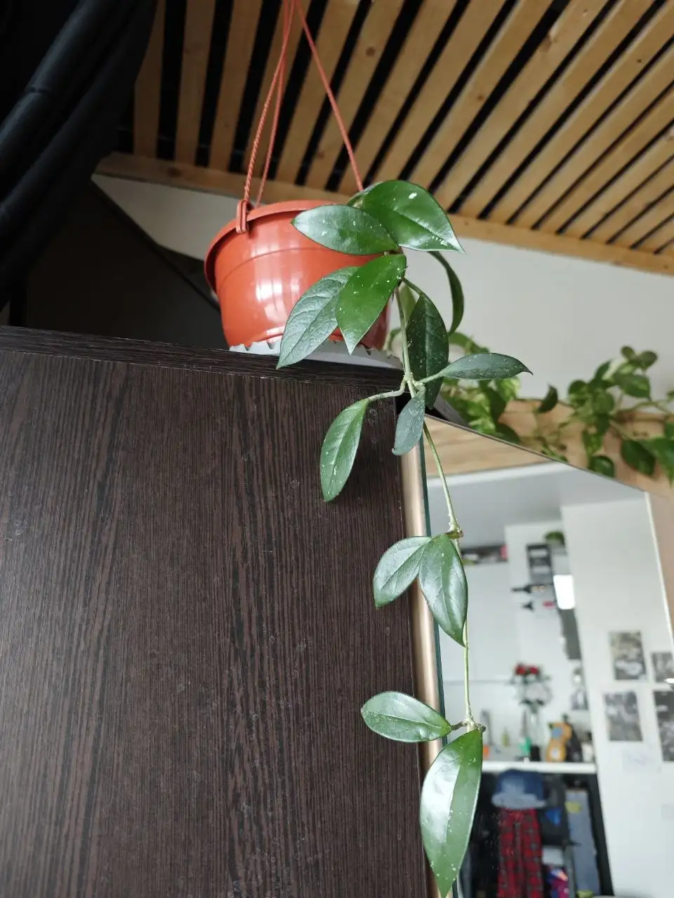 Хоя - Растения (Барахолка) в Подольск