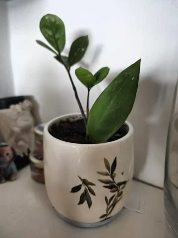 Замик в горшке для продажи - частное объявление в Бутово