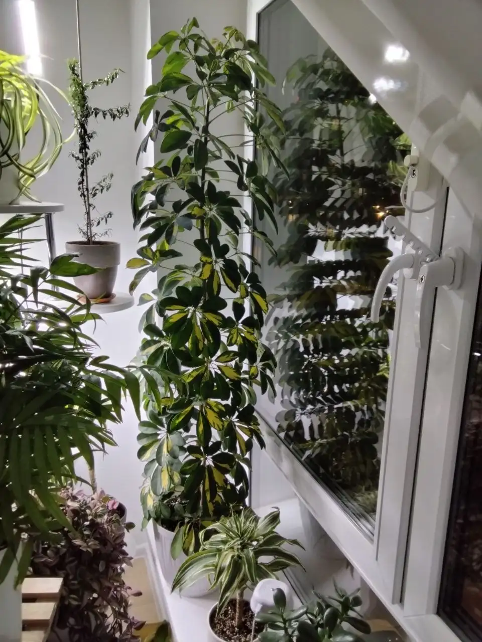 Продажа домашних растений в Бутово - Растения (Хобби и отдых) в Бутово