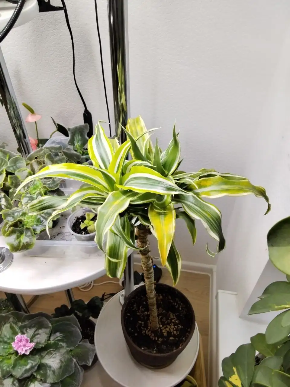 Продажа домашних растений в Бутово - Растения (Хобби и отдых) в Бутово