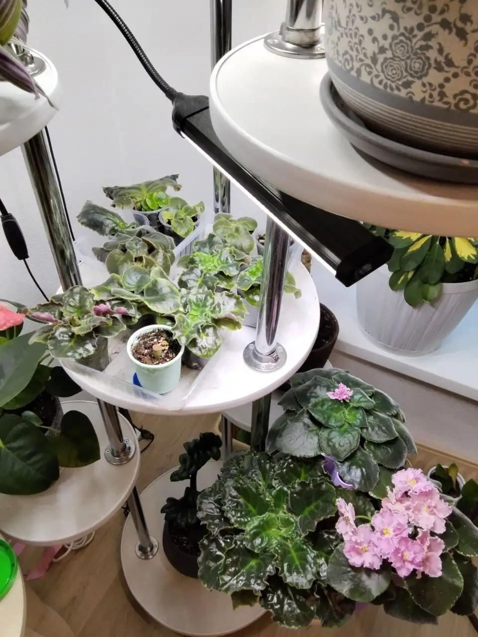 Продажа домашних растений в Бутово - Растения (Хобби и отдых) в Бутово