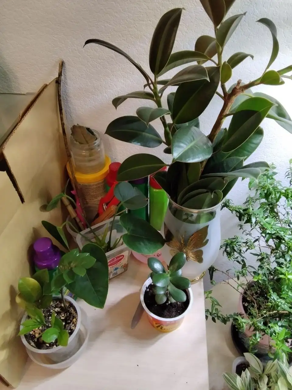 Продажа домашних растений в Бутово - Растения (Хобби и отдых) в Бутово