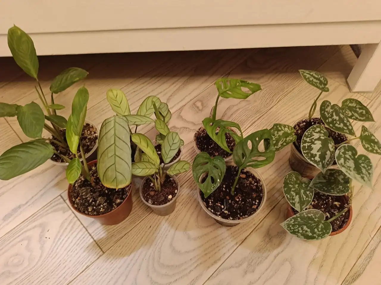 Продажа комнатных растений - Растения (Барахолка) в Москва