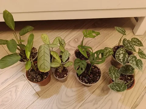 Продажа комнатных растений - частное объявление в Москва