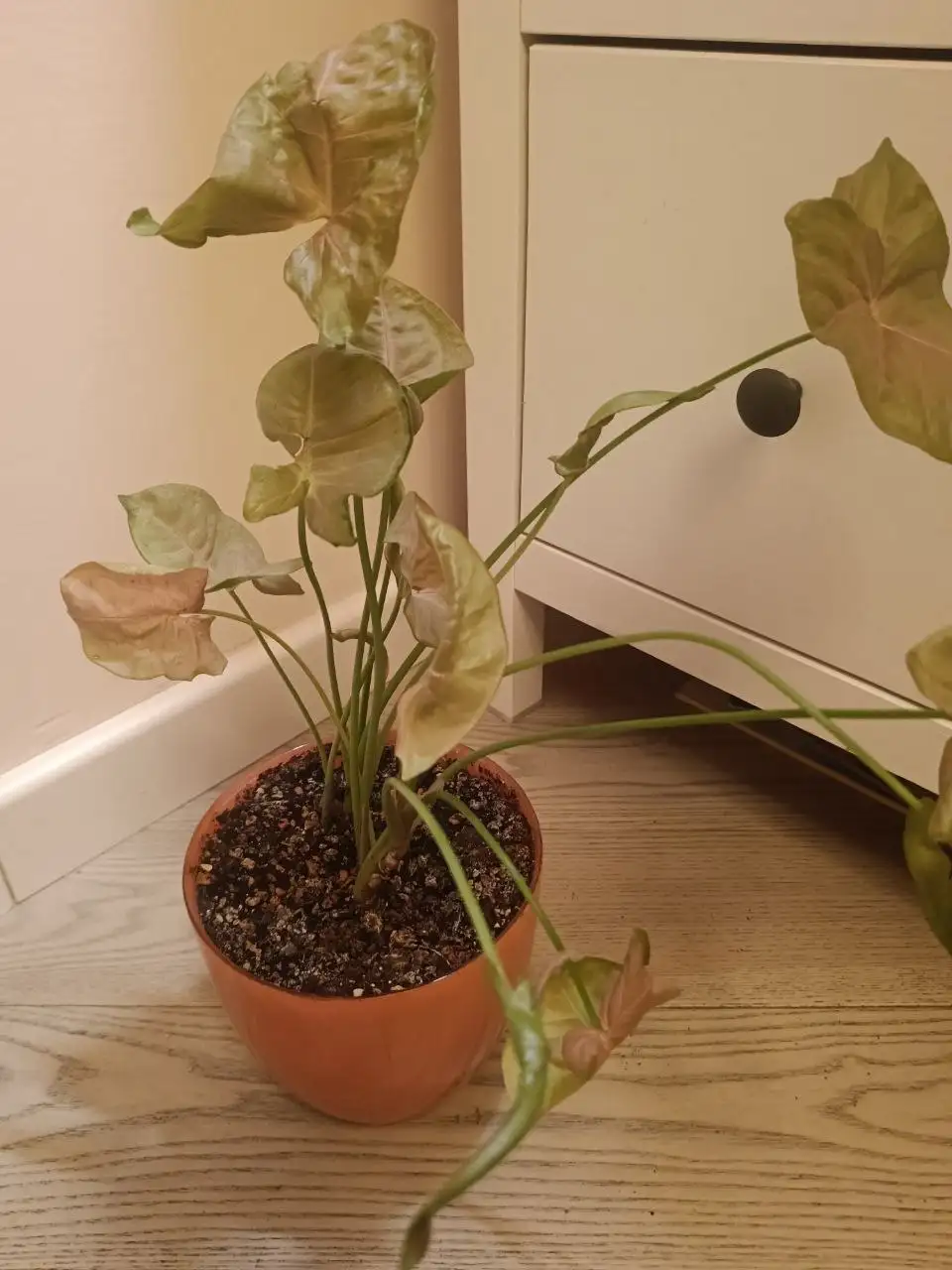 Продажа взрослого растения сингониум неон с горшком - Растения (Хобби и отдых) в Московский