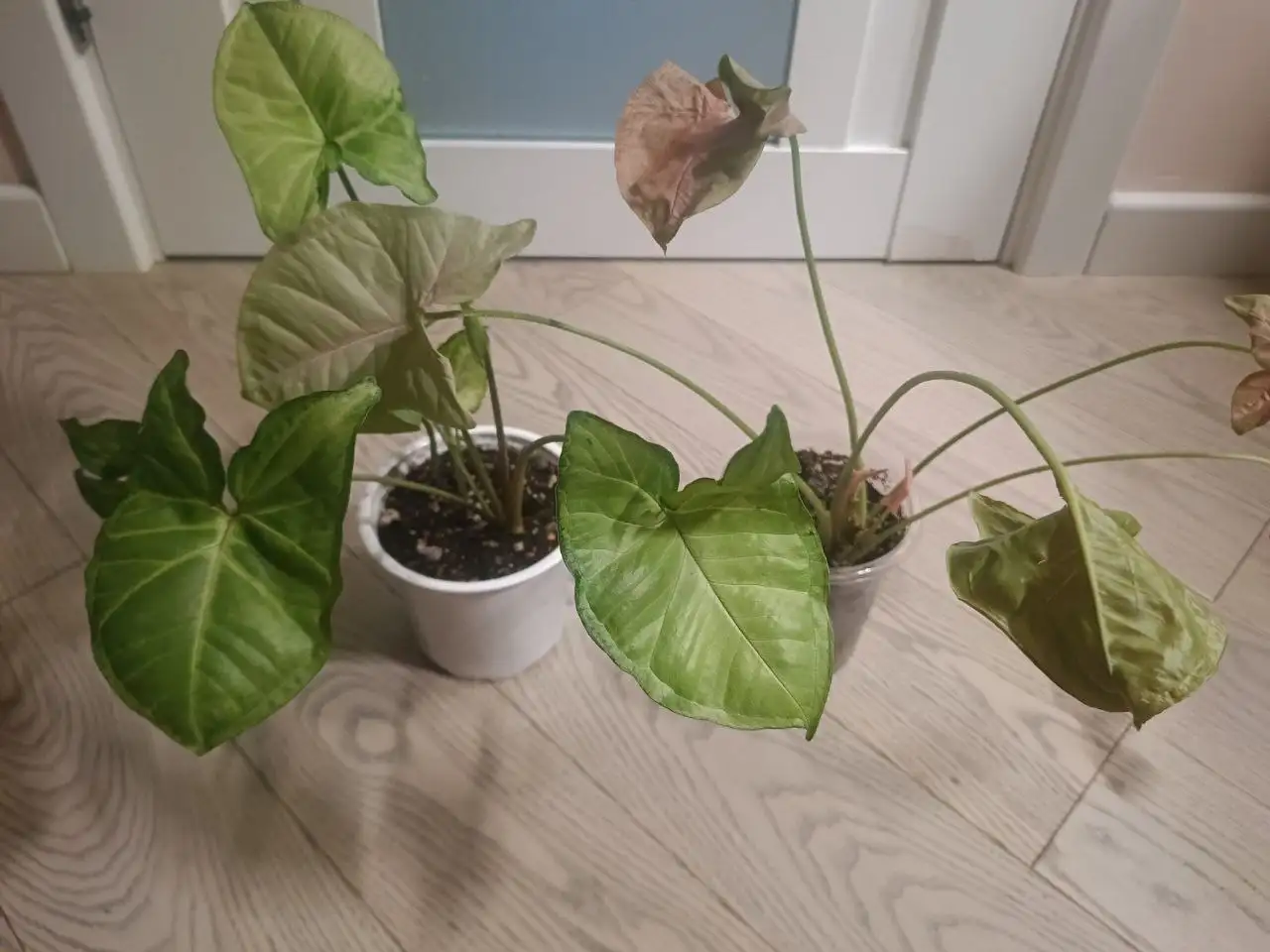 Продам сингониумы - Растения (Хобби и отдых) в Москва