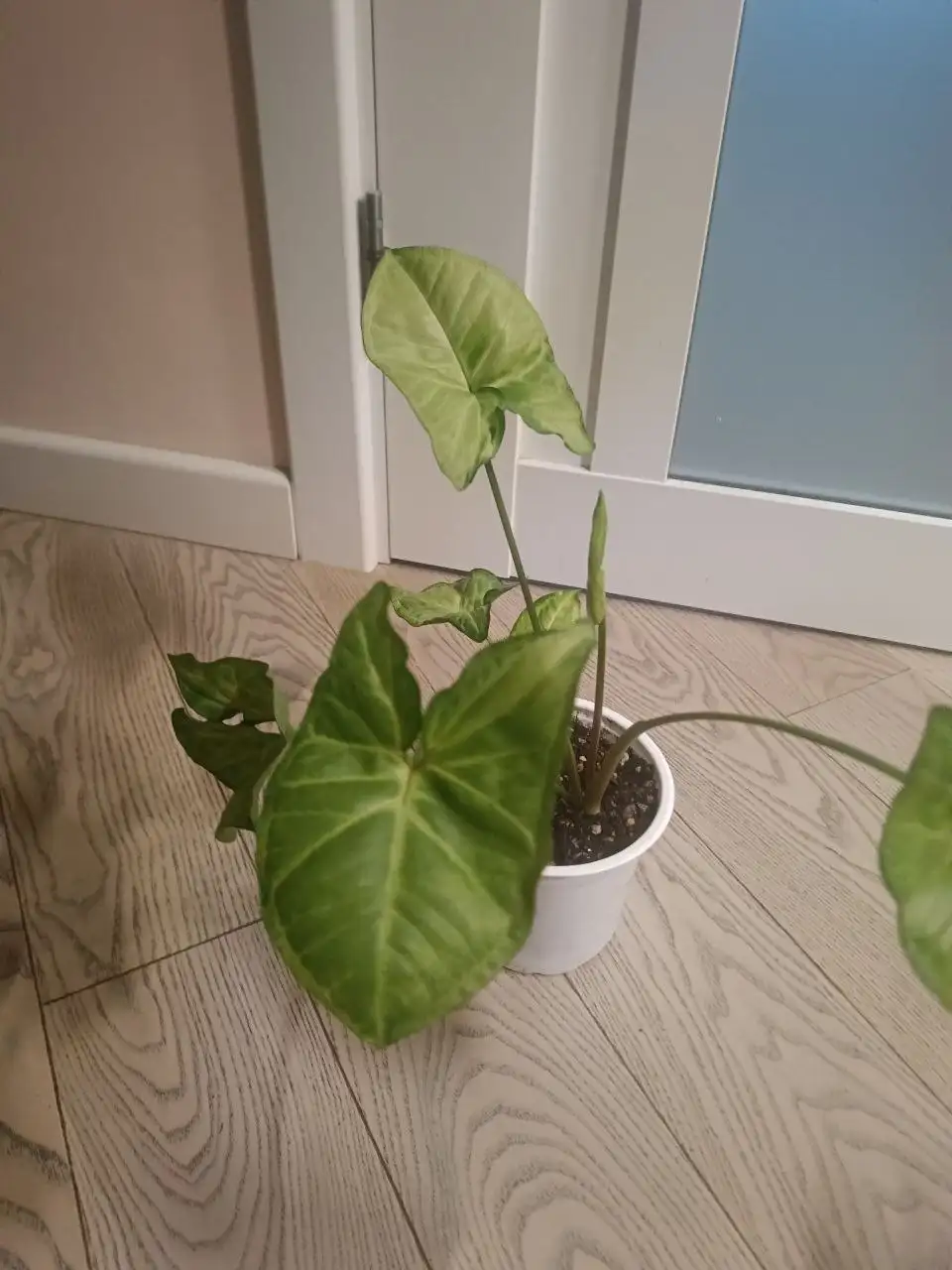 Продам сингониумы - Растения (Хобби и отдых) в Москва