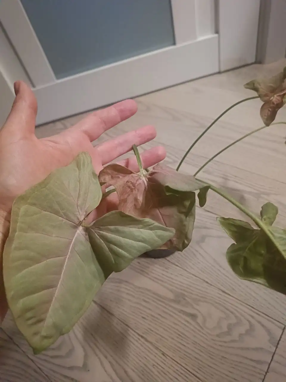 Продам сингониумы - Растения (Хобби и отдых) в Москва