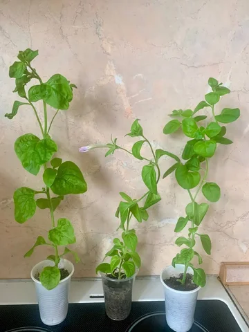 Петуния прямостоячая в цвету - Шторы и карнизы в Москва