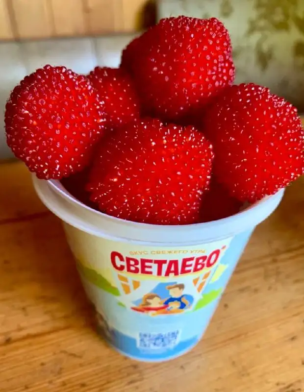 Продажа тибетской малины (ягоды в этом году) - Растения в Неизвестно