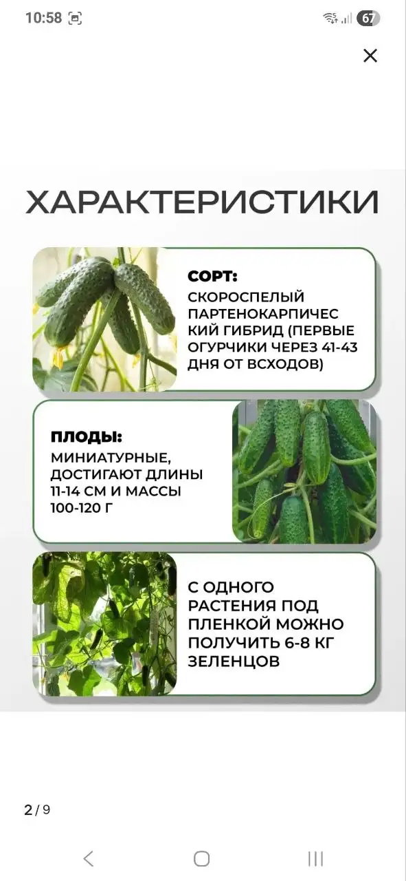Огурчики и черри для выращивания на подоконнике - Растения (Хобби и отдых) в Москва