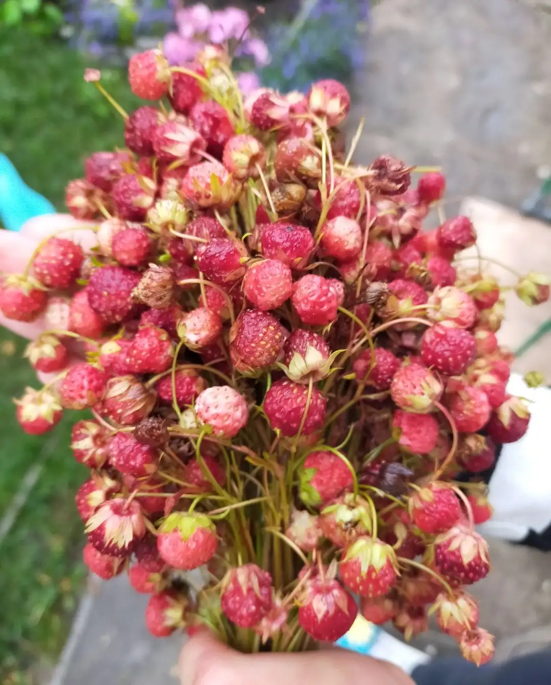 Свежее варенье из полевой земляники - Продукты питания в Москва