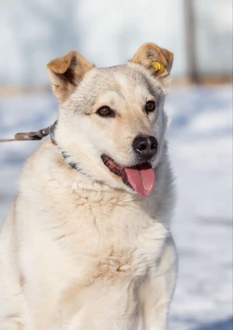Отдам в добрые руки хаски - Животные в Самара