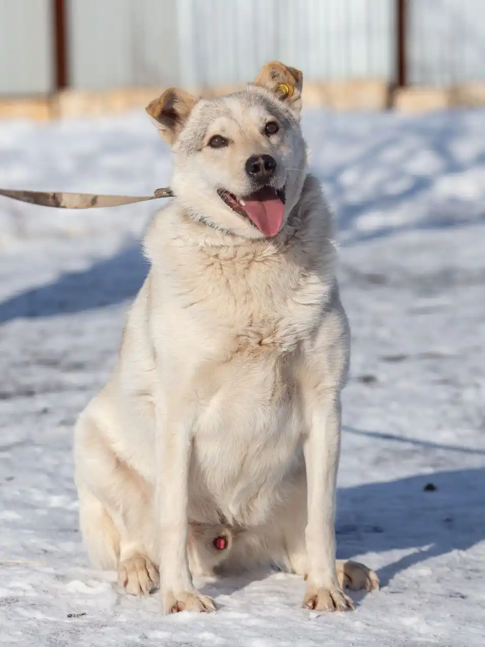 Отдам в добрые руки хаски