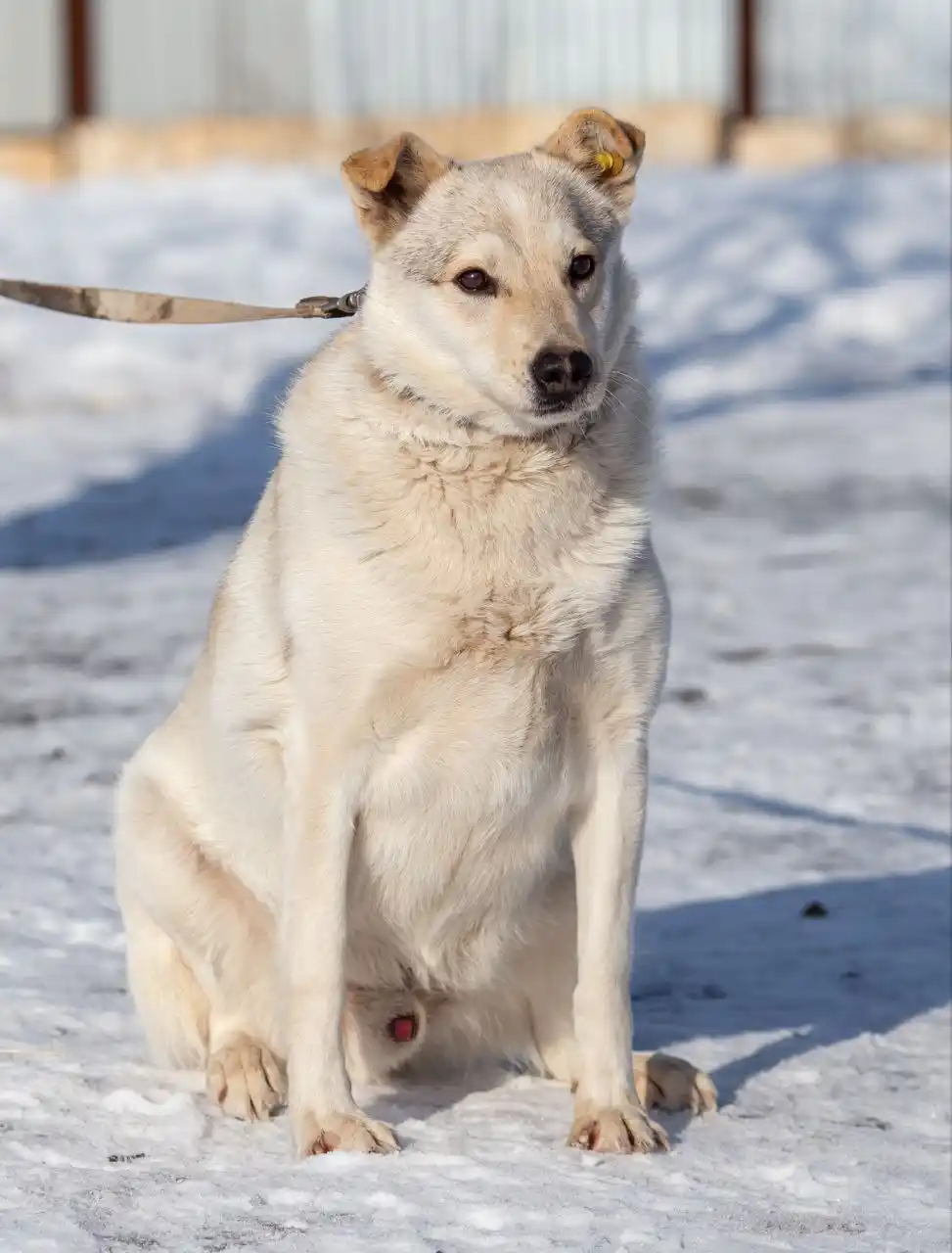 Отдам в добрые руки хаски
